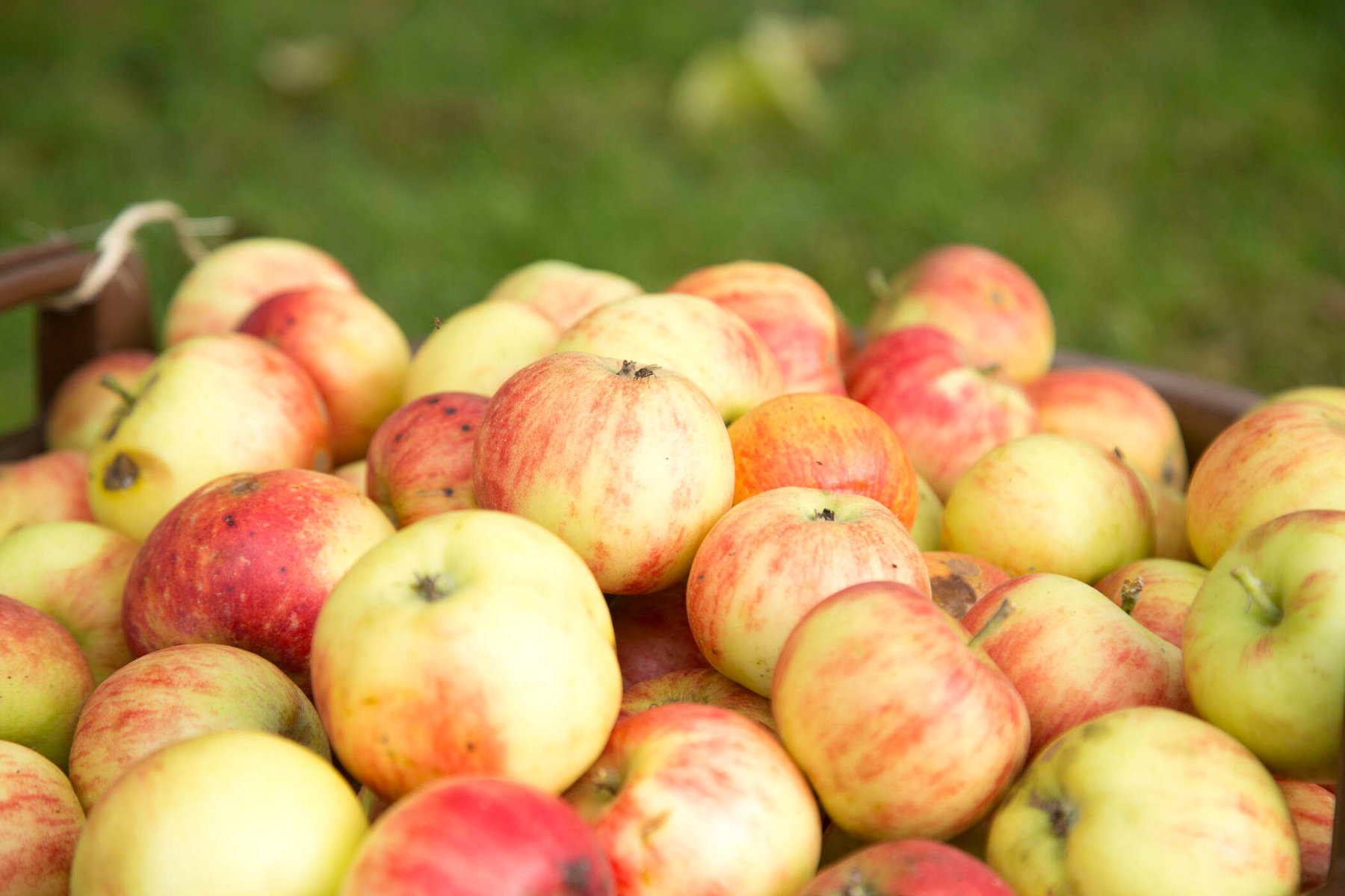 Äpfel der Kelterei Heckl in Ehekirchen