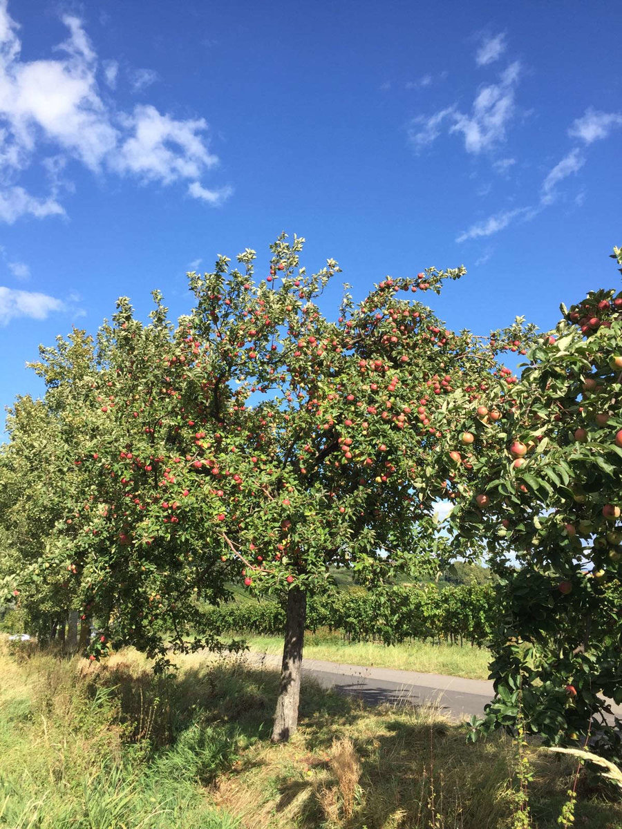 Apfelbaum der Kelterei Heckl in Ehekirchen