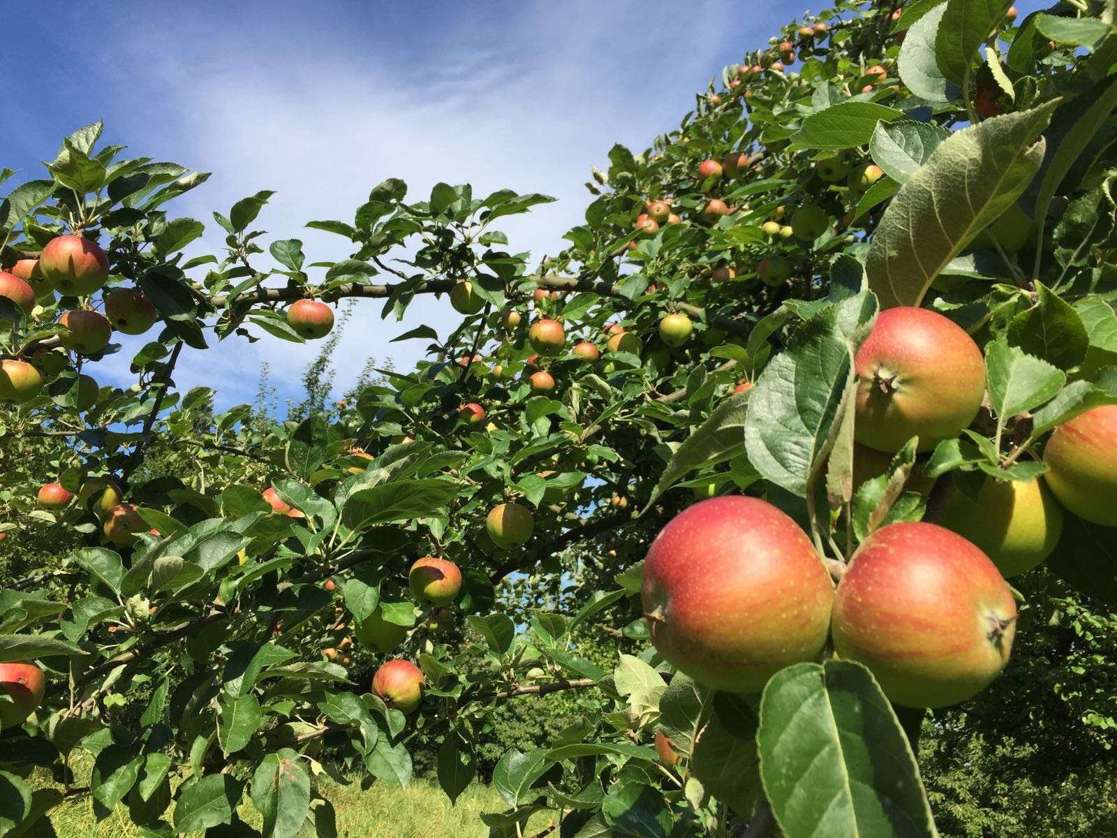 Apfelzweig der Kelterei Heckl