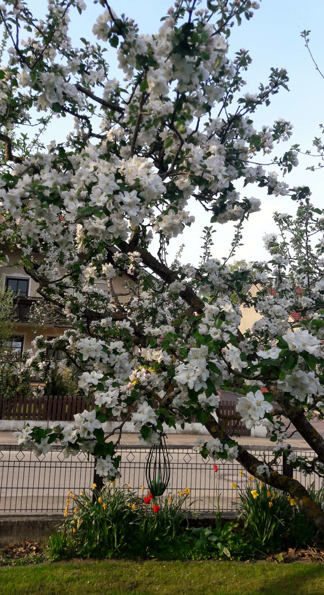 Apfelbaum-Blüte der Kelterei Heckl